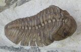 Lochovella (Reedops) Trilobite - Oklahoma #36143-2